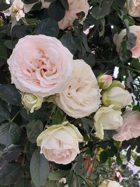  - Palais Royale 2022 - 2023-2024