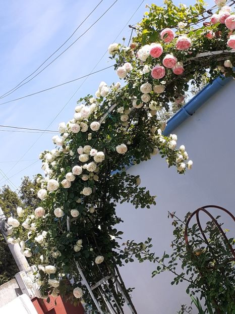  - Palais Royale 2022 - 2023-2024