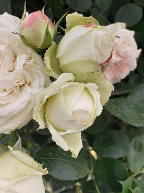  - Palais Royale 2022 - 2023-2024