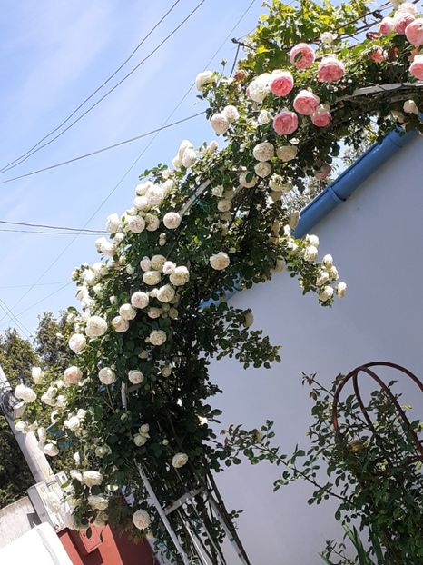  - Palais Royale 2022 - 2023-2024