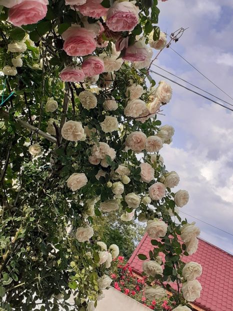  - Palais Royale 2022 - 2023-2024