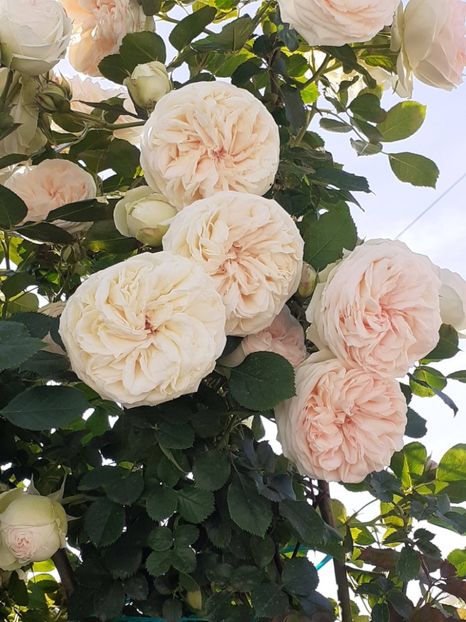  - Palais Royale 2022 - 2023-2024