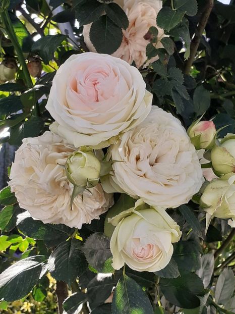  - Palais Royale 2022 - 2023-2024