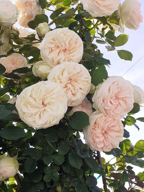  - Palais Royale 2022 - 2023-2024