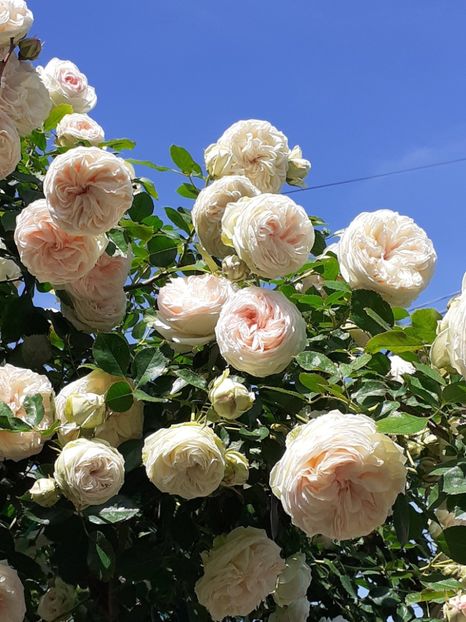  - Palais Royale 2022 - 2023-2024