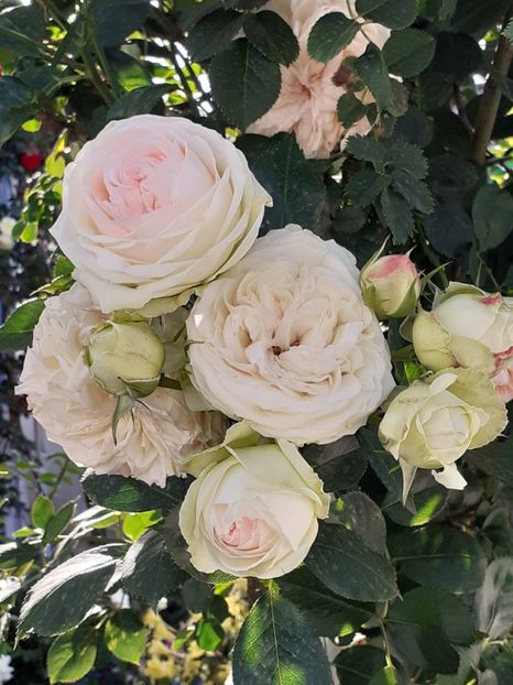  - Palais Royale 2022 - 2023-2024