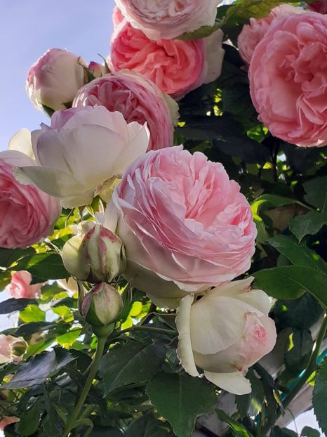  - Eden Rose 2024_ 2025