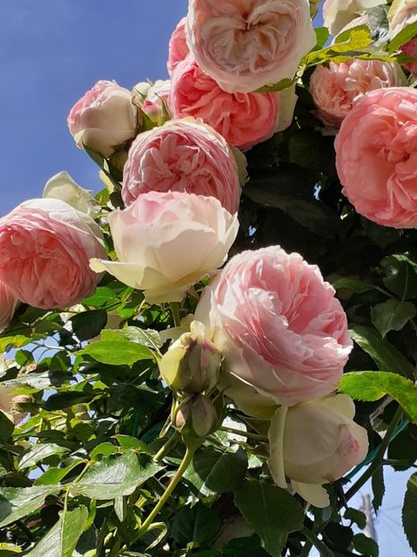  - Eden Rose 2024_ 2025