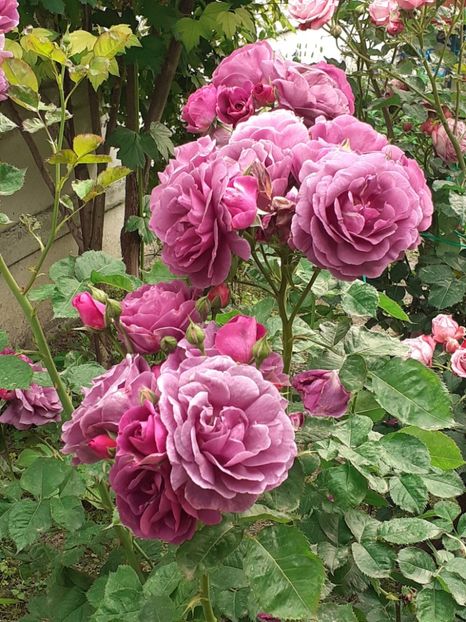  - Minerva 2021 - 2022