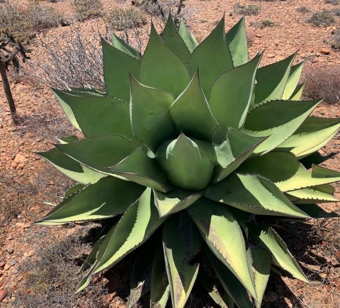  - Agave Shawii
