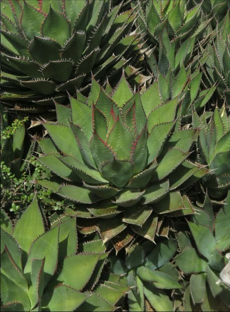  - Agave Shawii