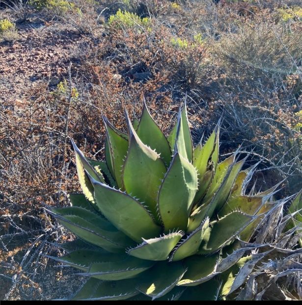  - Agave Shawii
