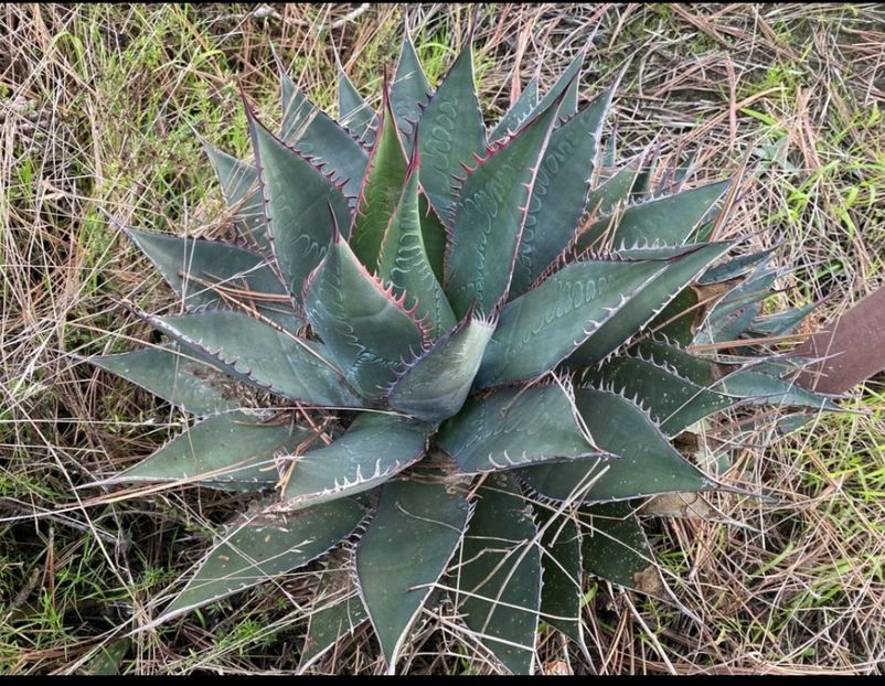  - Agave Shawii