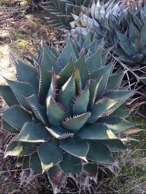  - Agave Shawii