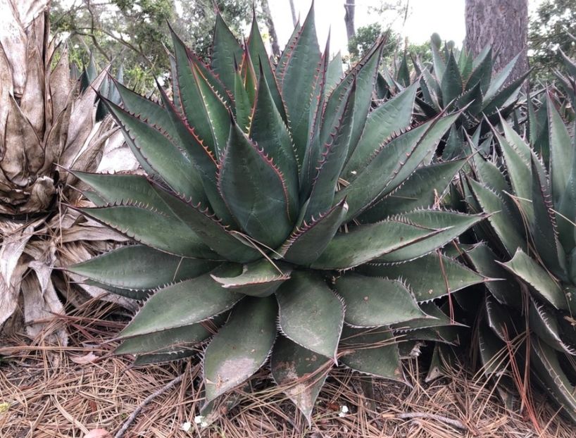  - Agave Shawii