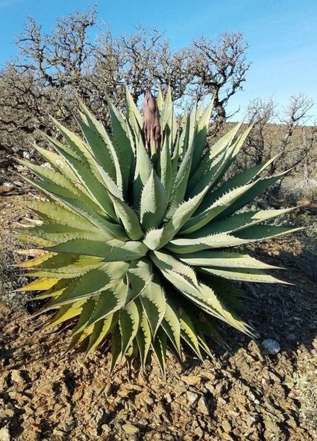  - Agave Shawii