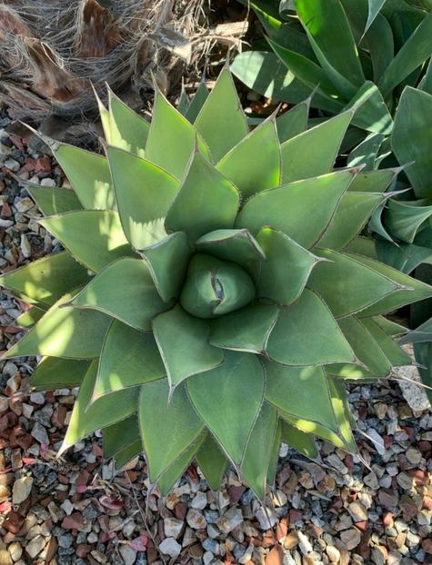  - Agave Shawii