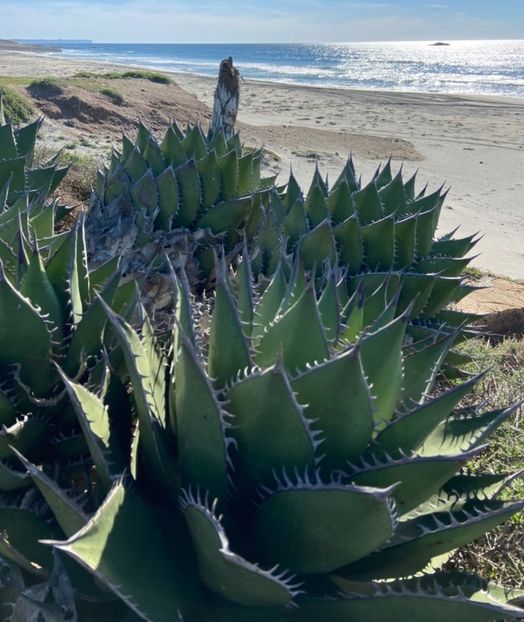  - Agave Shawii