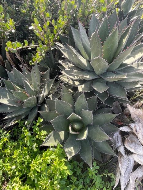  - Agave Shawii