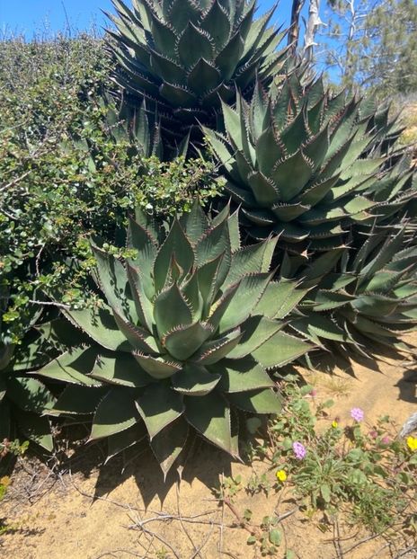  - Agave Shawii