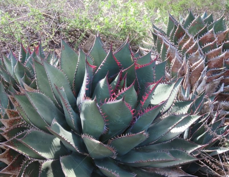  - Agave Shawii