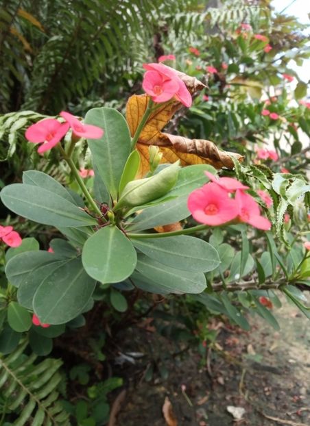  - Euphorbia Milii
