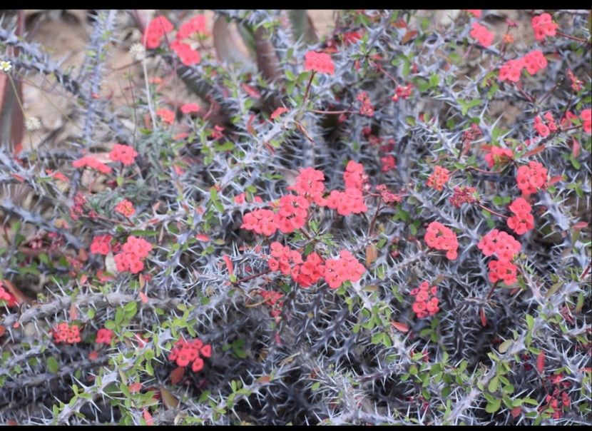  - Euphorbia Milii