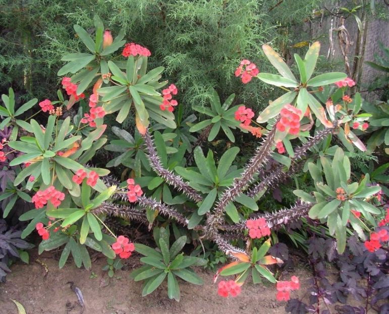  - Euphorbia Milii