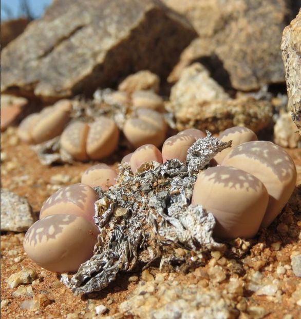  - Lithops Marmorata