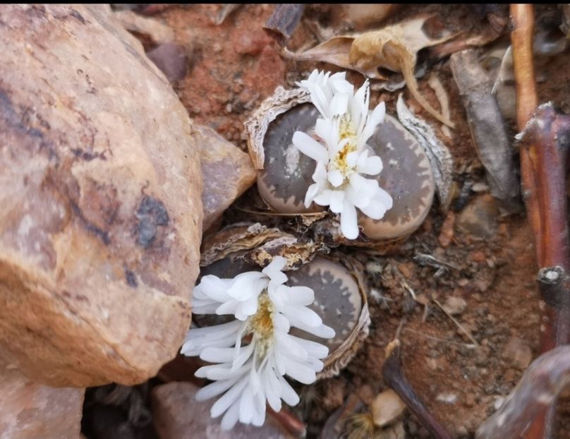  - Lithops Marmorata