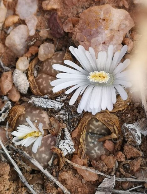  - Lithops Marmorata