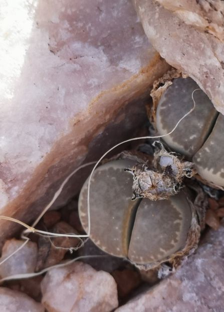  - Lithops Marmorata