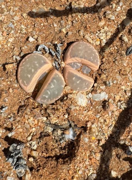  - Lithops Marmorata