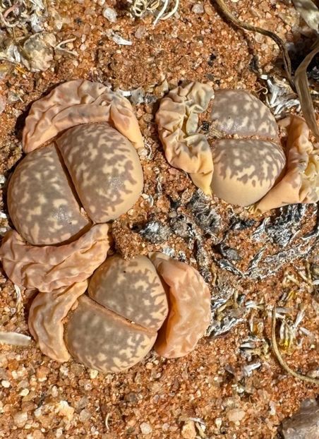  - Lithops Marmorata