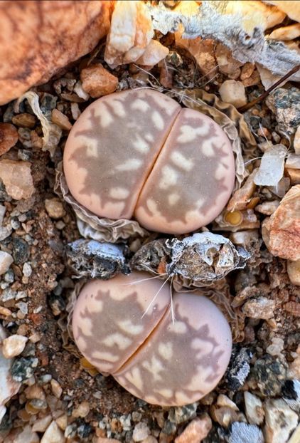  - Lithops Marmorata