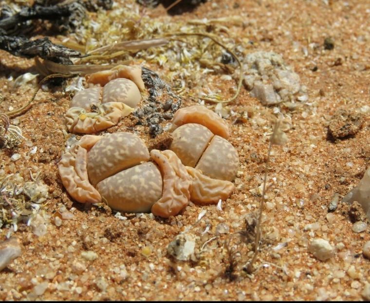  - Lithops Marmorata