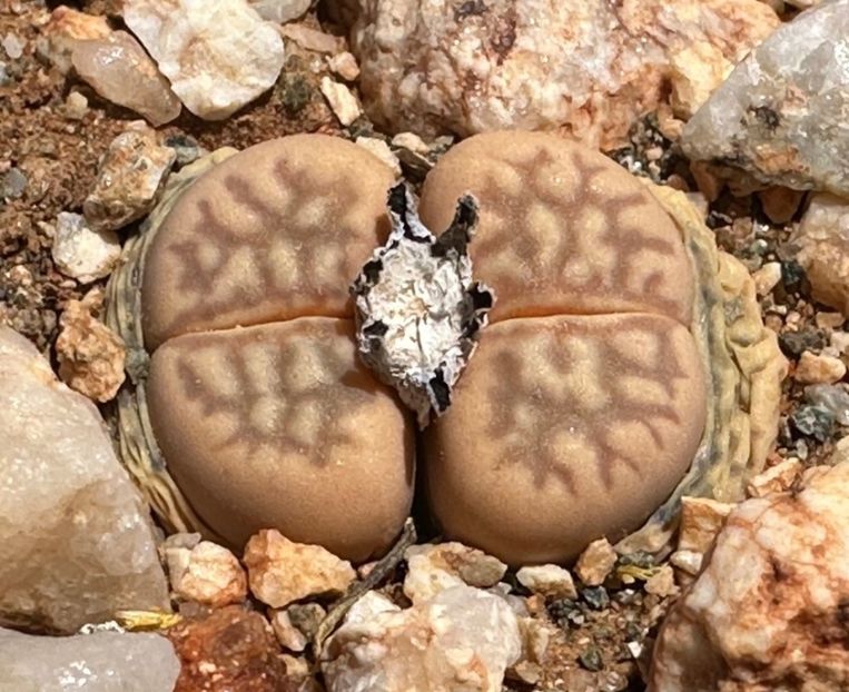  - Lithops Marmorata