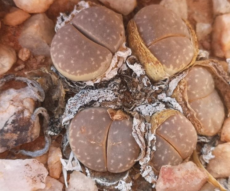  - Lithops Marmorata