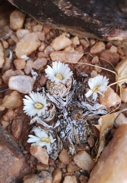  - Lithops Marmorata