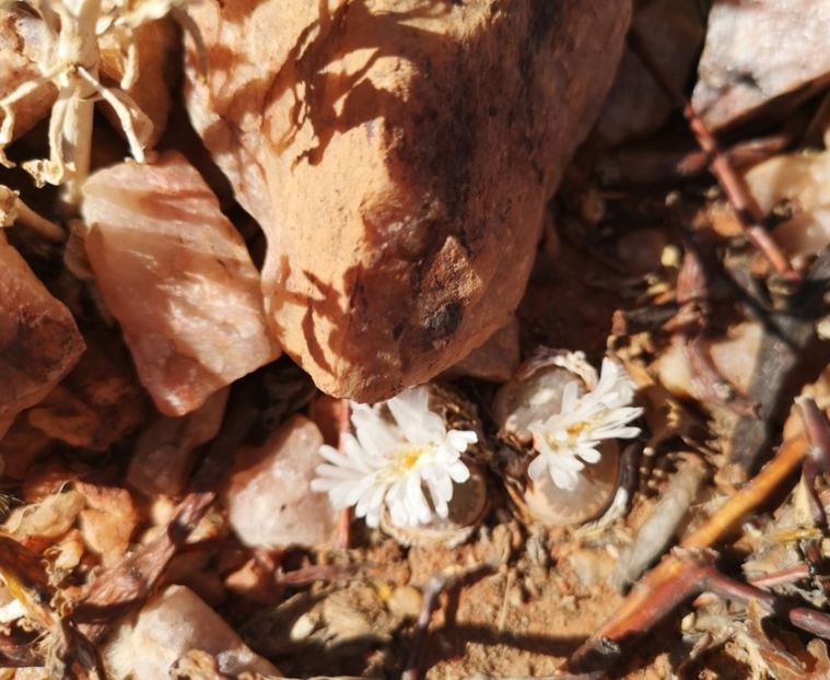  - Lithops Marmorata