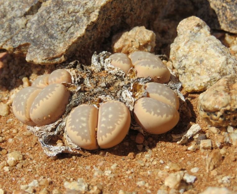  - Lithops Marmorata