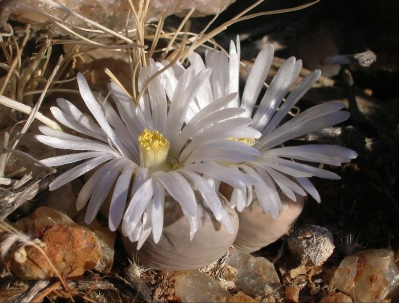  - Lithops Marmorata
