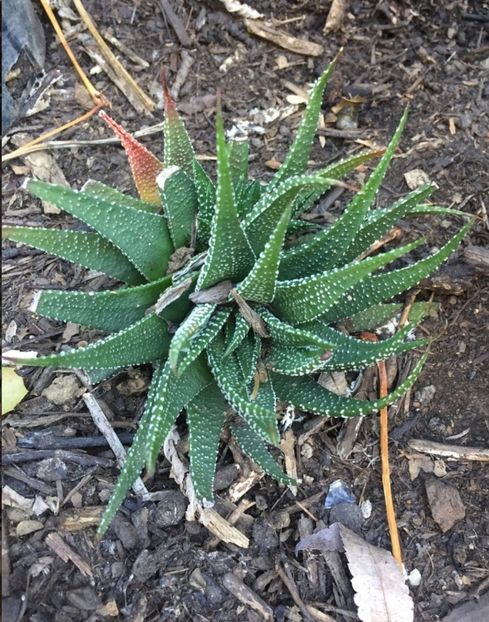  - Haworthiopsis Attenuata