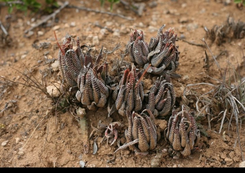  - Haworthiopsis Attenuata