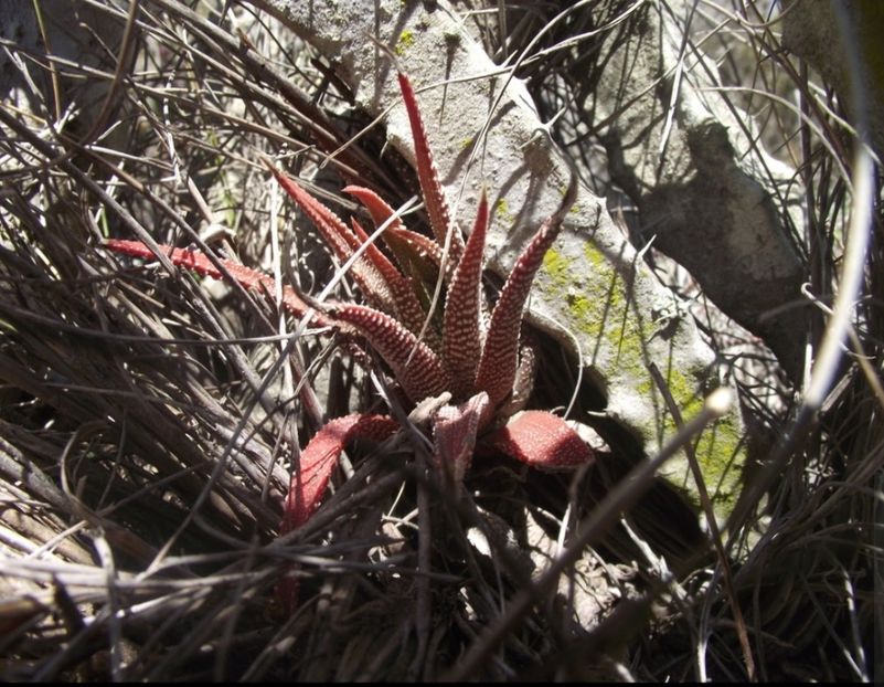  - Haworthiopsis Attenuata