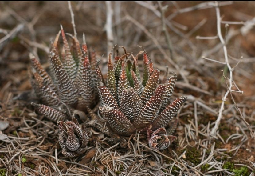  - Haworthiopsis Attenuata