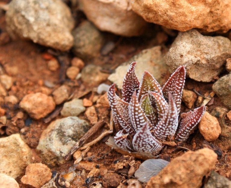  - Haworthiopsis Attenuata