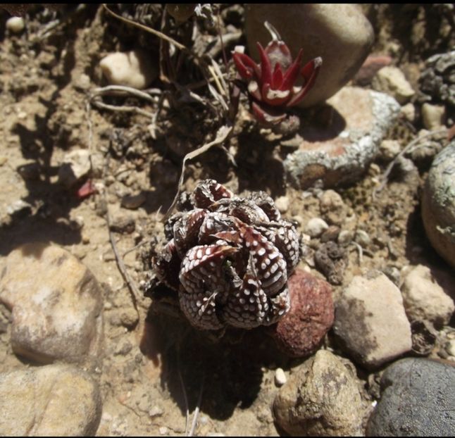  - Haworthiopsis Attenuata