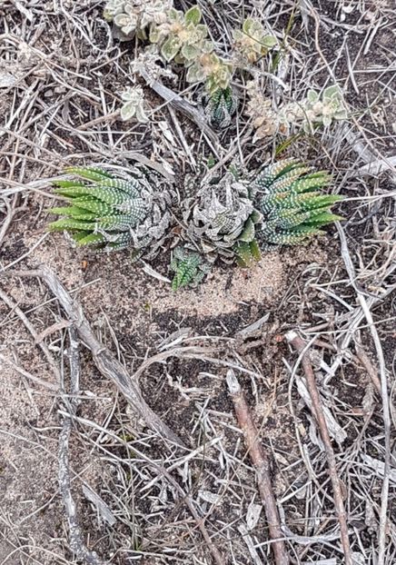  - Haworthiopsis Attenuata