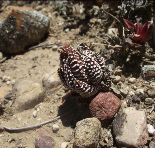  - Haworthiopsis Attenuata